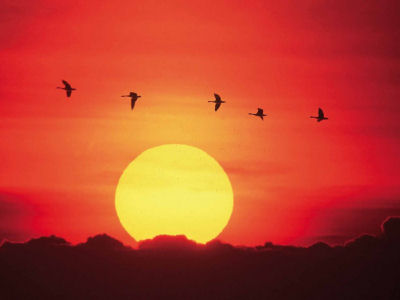 Geese flying in front of the setting sun - CC0 Public Domain  Tim McCabe (http://www.freestockphotos.biz)	http://res.freestockphotos.biz/pictures/17/17457-geese-flying-in-front-of-a-setting-sun-pv.jpg