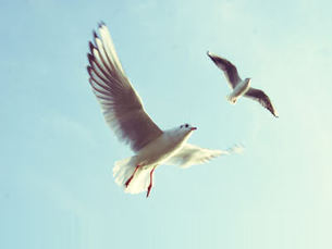 Beautiful seagulls flying - CC0 License Oliver Berghold (unsplash.com)	https://static.pexels.com/photos/4950/sky-flying-animals-birds.jpeg