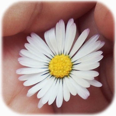 Daisy in hand - CC0 Public Domain by Blanka (Pixabay)